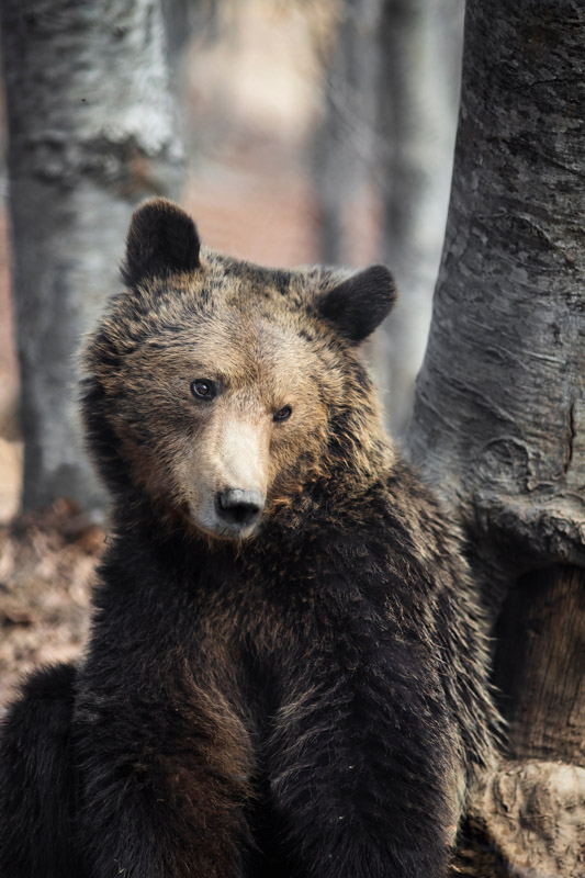 A bear at the shelter Arcturos in Nymfaio near Florina in Greece